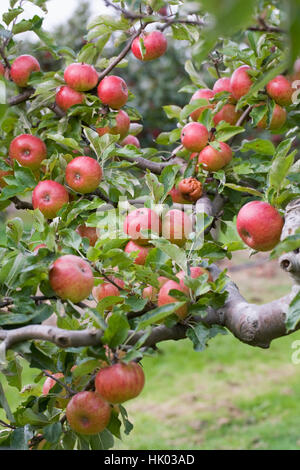 Malus domestica 'Splendour'. Apples on a tree. Stock Photo