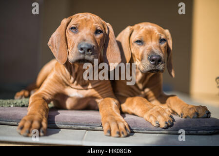 Rhodesian Ridgeback Puppy Stock Photo