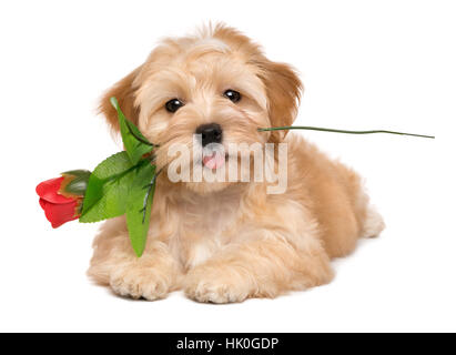 Happy lover havanese puppy dog lying with an artificial red rose in her mouth Stock Photo
