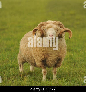 dorset horn sheep Stock Photo