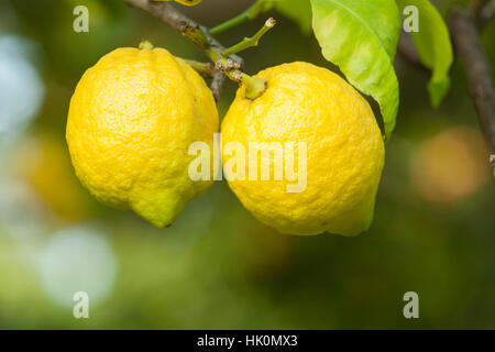 lemon on a lemon tree, France (Citrus × limon), Menton. Stock Photo