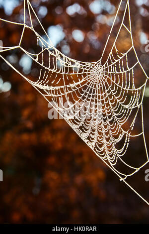 A cobweb created by a spider has frost forming on it. The background shows autumnal & winter colour. Stock Photo