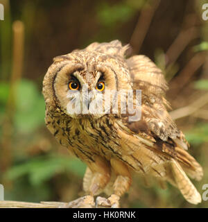 long eared owl in Britain Stock Photo