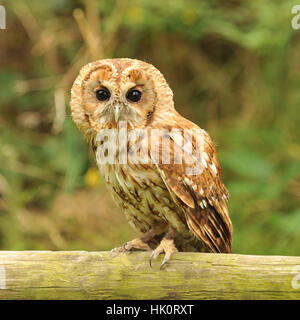 tawny owl Stock Photo