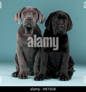 Two adorable cane corso friends posing lovely Stock Photo