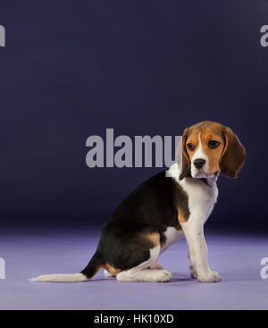 Baby beagle on the studio with blue background Stock Photo