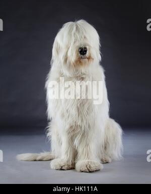 Russian sheepdog portrait Stock Photo
