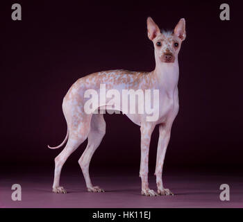 Peruvian Hairless in studio Stock Photo