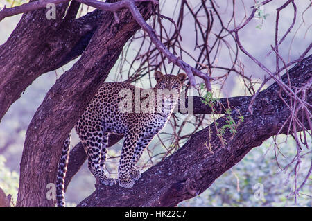 Leopard in a tree Stock Photo