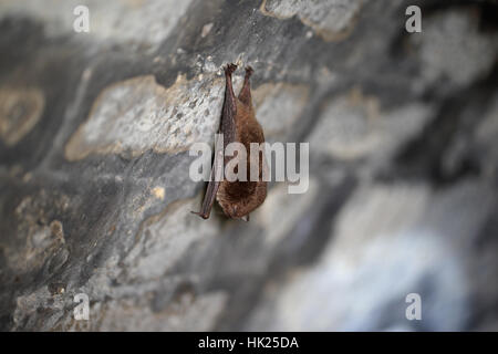 Daubenton's bat (Myotis daubentonii) hibernating hanging upside down in brick tunnel Stock Photo