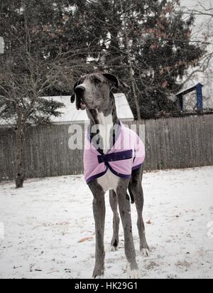 Great Dane in Winter Stock Photo