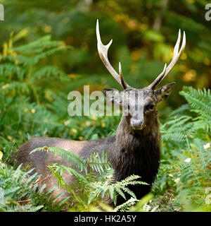 Sika Deer during the rut, Arne RSPB reserve Stock Photo