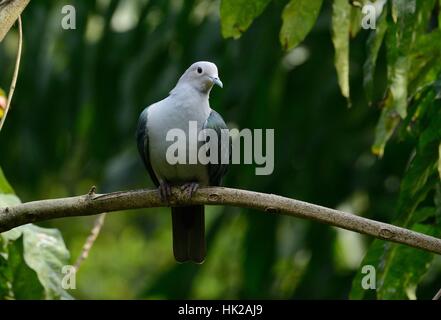 Green Imperial Pigeon (Ducula aenea) standing on branch Stock Photo