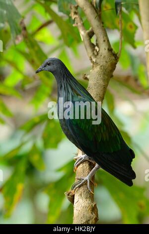 beautiful female Nicobar Pigeon (Caloenas nicobarica) standing on branch Stock Photo