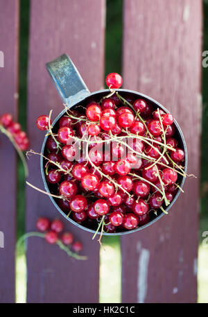 Freshly picked red currant berries in bucket. Top view of summer harvest. Stock Photo