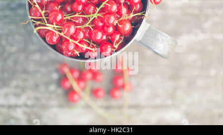 Freshly picked red currant berries in bucket. Garden harvest detail with copyspace. Stock Photo