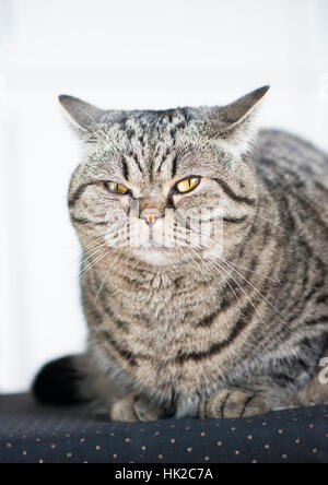 Portrait of grumpy cat looking at camera. British shorthair. Stock Photo