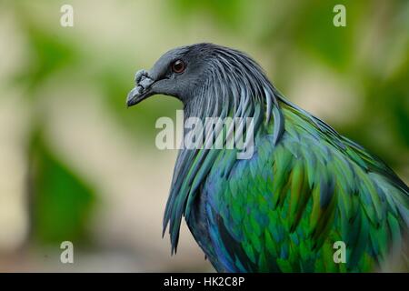 beautiful female Nicobar Pigeon (Caloenas nicobarica) standing on branch Stock Photo