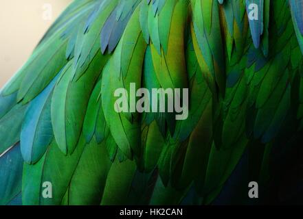 beautiful female Nicobar Pigeon (Caloenas nicobarica) standing on branch Stock Photo