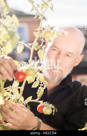 Old man gardening, taking care of plants and vegetables on balcony. Concept of green lifestyle and urban garden. Stock Photo