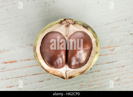 Close up of open chestnut Stock Photo