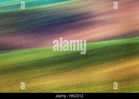Colorful fields in the evening in South Moravia, Czech Republic. Green, yellow and red waves hills, rolling fields. Stock Photo
