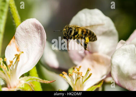 A Carniolan honey bee (Apis mellifera carnica) is collecting nectar at a white apple tree blossom, flying over it Stock Photo
