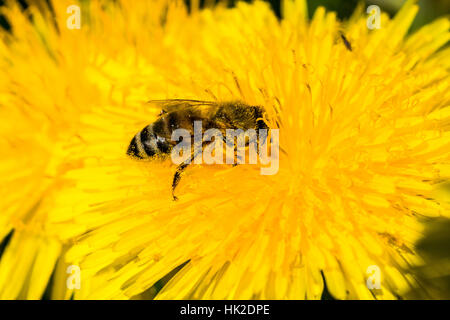 A Carniolan honey bee (Apis mellifera carnica) is collecting nectar at a yellow Dandelion flower (Taraxacum officinale) blossom Stock Photo