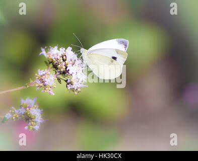 Closeup of a white cabbage butterfly on a the bossom of a majoram herb Stock Photo