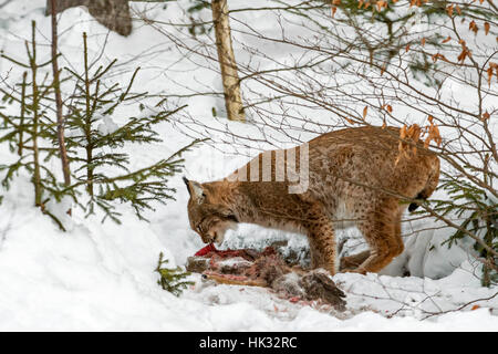 Eurasian lynx (Lynx lynx) feeding on killed roe deer in the snow in winter Stock Photo