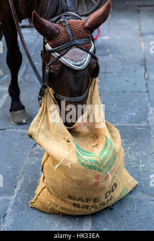 Horse eating from online feed bag