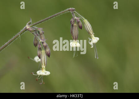 Nottingham Catchfly (Silene nutans), a rare plant with dangling white flowers, on a Kent chalk seacliff Stock Photo