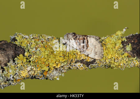 Nut-tree Tussock (Colocasia coryli), a brown & grey (gray) moth sat on a lichen-covered branch, with a clean green background Stock Photo