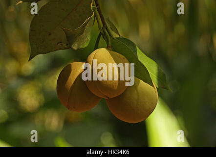 Golden Apple (Spondias dulcis) fruit growing on tree  Fond Doux Plantation, St Lucia, Lesser Antilles     November Stock Photo