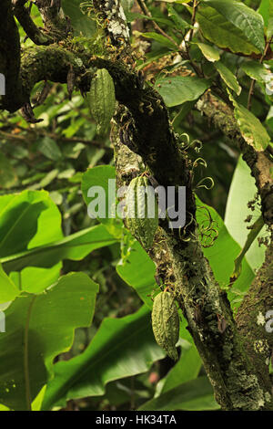 Cocoa (Theobroma cacao) pods growing on tree  Fond Doux Plantation, St Lucia, Lesser Antilles       November Stock Photo