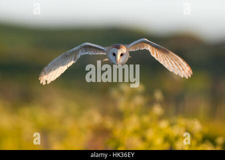 British barn owl flying Stock Photo