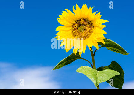 A yellow sunflower (Helianthus annuus) with 2 honeybees (Apis mellifera carnica) against blue sky Stock Photo