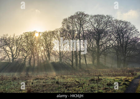 Sun streaming through misty trees Stock Photo