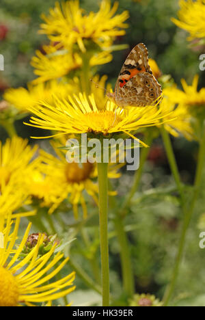 Butterfly sits on a flower drink nectar from yellow flowers and pollinate them Stock Photo
