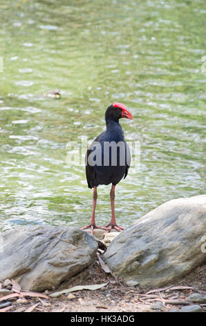 australasian swamphen or porphyrio melanotus bird standing on rocks at edge of pond Stock Photo