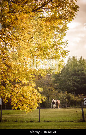 Two beautiful horses stand in a meadow with fall leaves country scene. Stock Photo