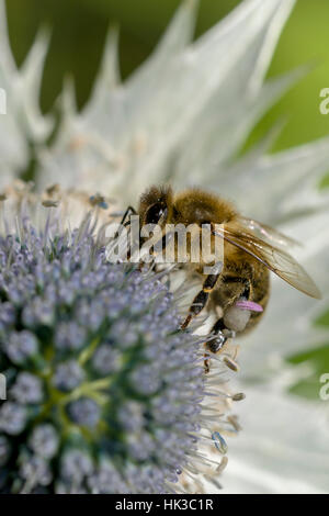 A Carniolan honey bee (Apis mellifera carnica) is collecting nectar at a Miss Willmott's ghost (Eryngium giganteum) blossom Stock Photo