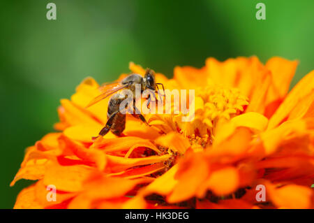 honey bee collects flower nectar Stock Photo