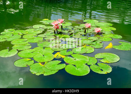 Water lily in small lake Stock Photo