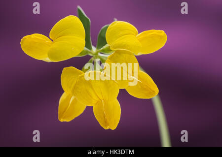 Yellow birdsfoot deervetch trefoil against pink background. Selective focus. Stock Photo