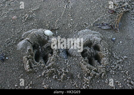 Dog paw prints in sand at Portobello beach in Edinburgh Scotland Stock Photo