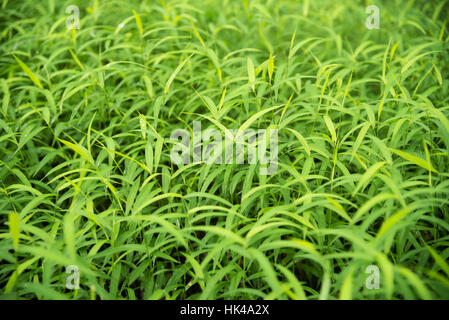 Green para grass leaves fresh nature background Stock Photo