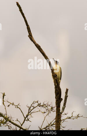 European green woodpecker (Picus viridis) with underside visible. Adult male bird in the family Picidae on branch of tree Stock Photo