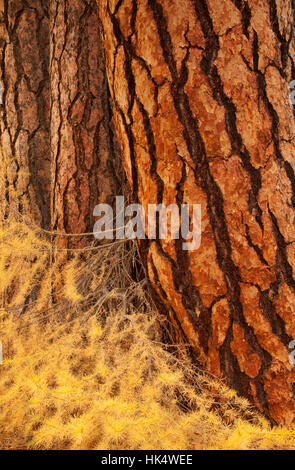 Ponderosa Pine and Larch Trees in Autumn Near Sisters Oregon Stock Photo