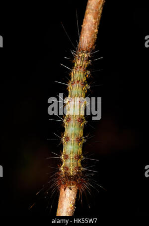 danger caterpillar founded in Nosy Mangabe Nature Reserve, Madagascar wildlife and wilderness Stock Photo